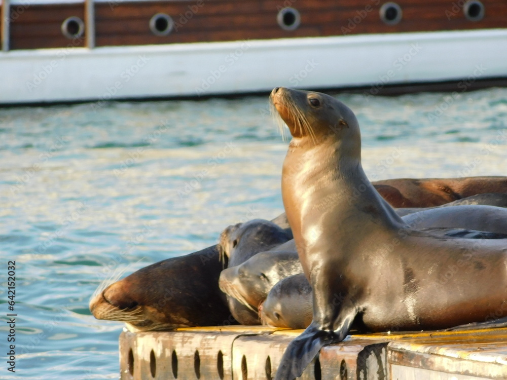 Fototapeta premium island sea lion