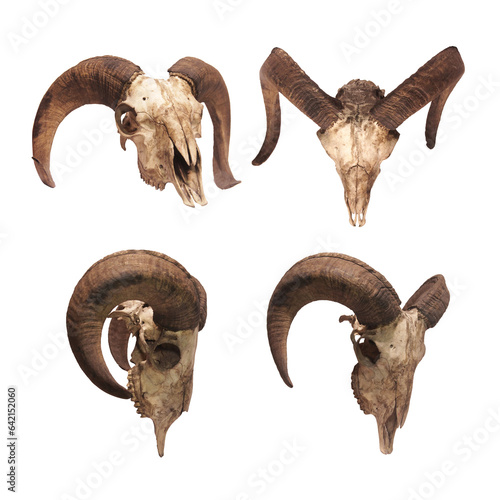 Photos of skulls of goats or sheep with horns in various positions