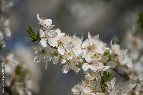 White flowers blooming on a cherry tree on a sunny spring day near Potzbach, Germany.