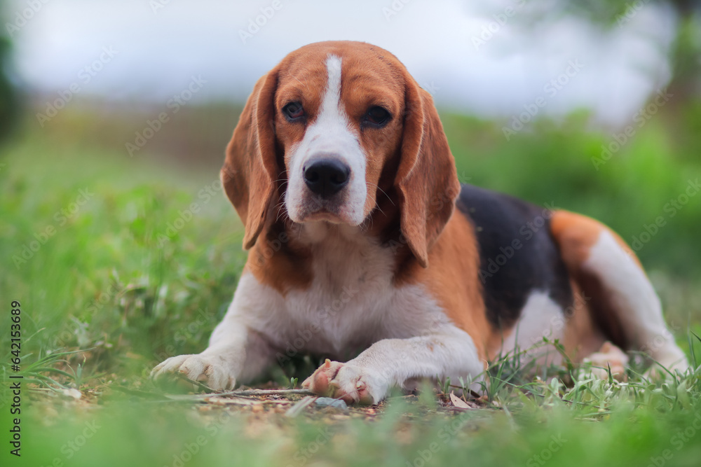 Portrait of a cute beagle dog lying on the green grass outdoor in the field, focus on face and eyes,shoot with shallow depth of field.