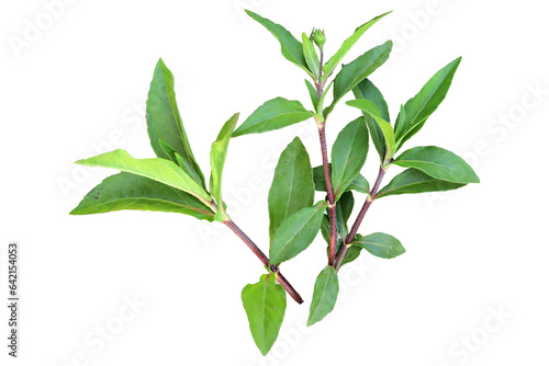 white Eclipta Alba flower with morning dew drops isolated transparent background png
