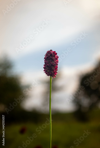 flower in the field