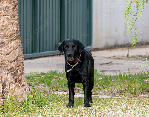 black labrador retriever