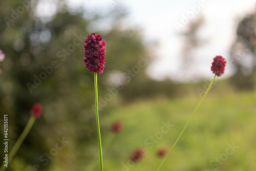 red flowers in the garden