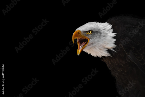 Screaming bald eagle