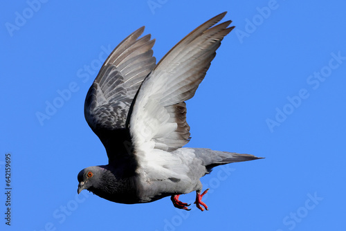 Pigeon in flight, against blue sky. 