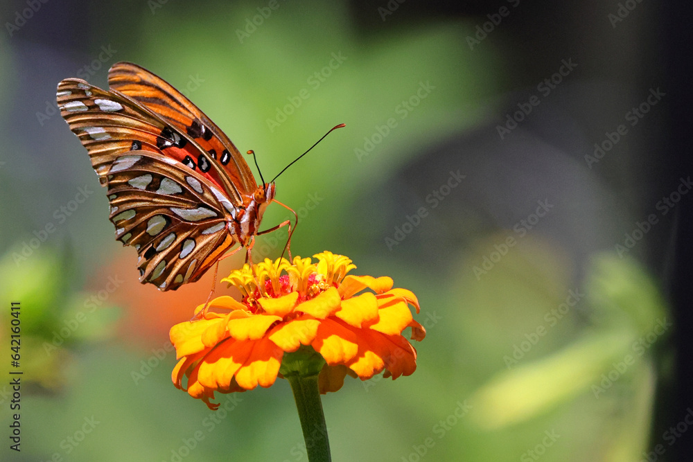 Orange butterfly on pink flower Zenia. Orange butterfly on pink flower Zenia.