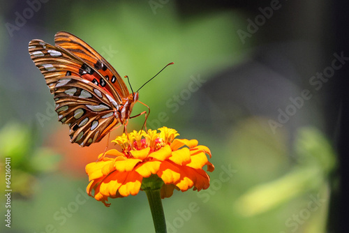 Orange butterfly on pink flower Zenia.  © Mark