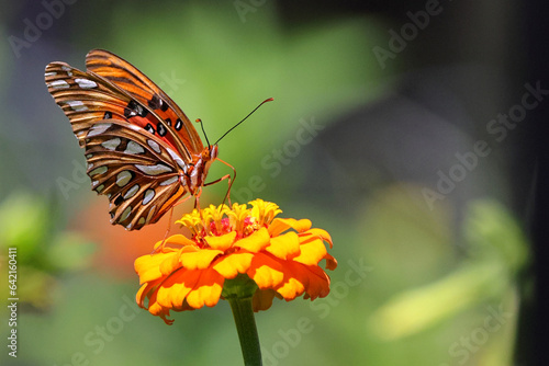 Orange butterfly on pink flower Zenia. 