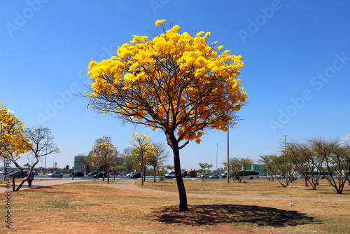 Ipês Amarelo em Brasília