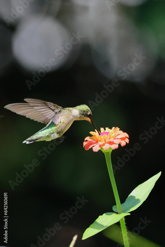 Ruby throated hummingbird in flight feeding on flower Zenia. 