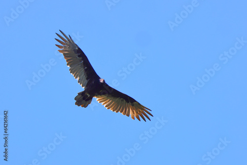 Turkey buzzard in flight against blue sky. 