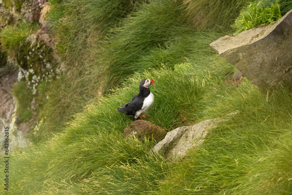 Obraz premium atlantic puffin or common puffin