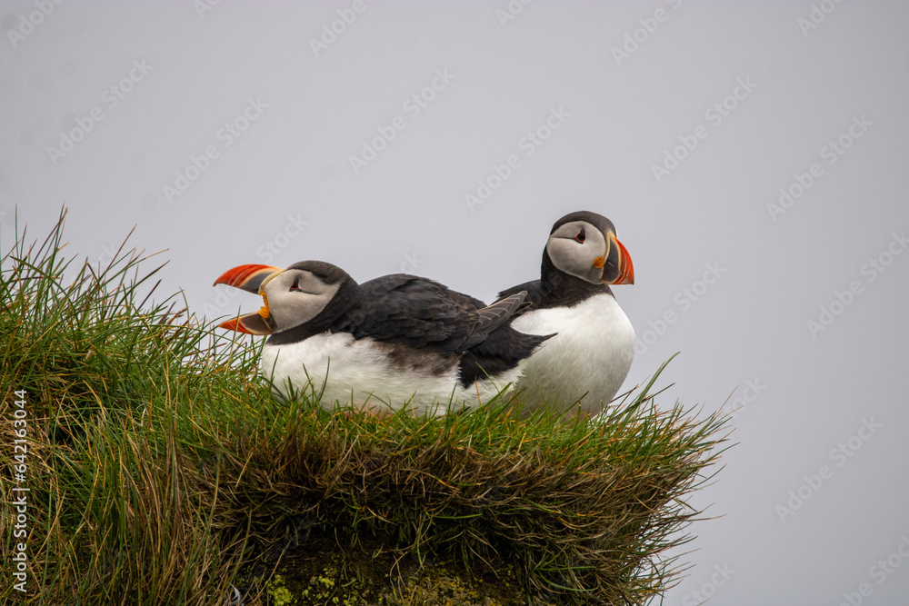 atlantic puffin atlantic puffin