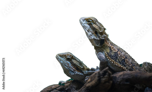 iguana Lizard Png