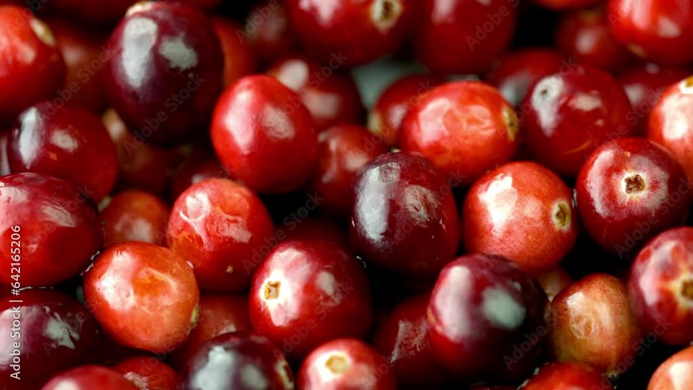 Vibrant Harvest: 4K Close-Up of Fresh Cranberry Fruit Vibrant Harvest: 4K Close-Up of Fresh Cranberry Fruit