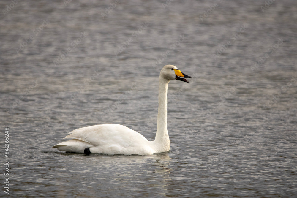 mute swan cygnus olor mute swan cygnus olor