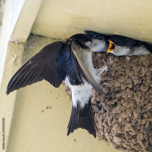 Photos House Martin Chicks calling for food from the nest.