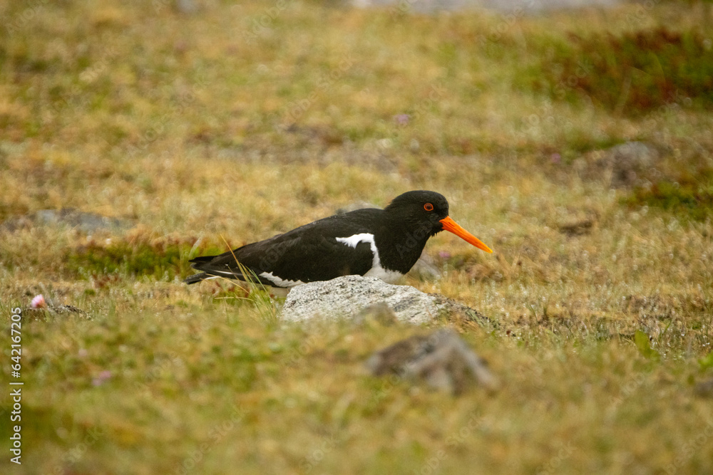 bird, nature, animal, oystercatcher, wildlife, oceanblack, beak, puffin, birds, sea, white, beach, water, lapwing, gull, seagull, atlantic puffin, shore, plover, red, grass, wing, feathers, tern, bird, nature, animal, oystercatcher, wildlife, oceanblack, beak, puffin, birds, sea, white, beach, water, lapwing, gull, seagull, atlantic puffin, shore, plover, red, grass, wing, feathers, tern,
