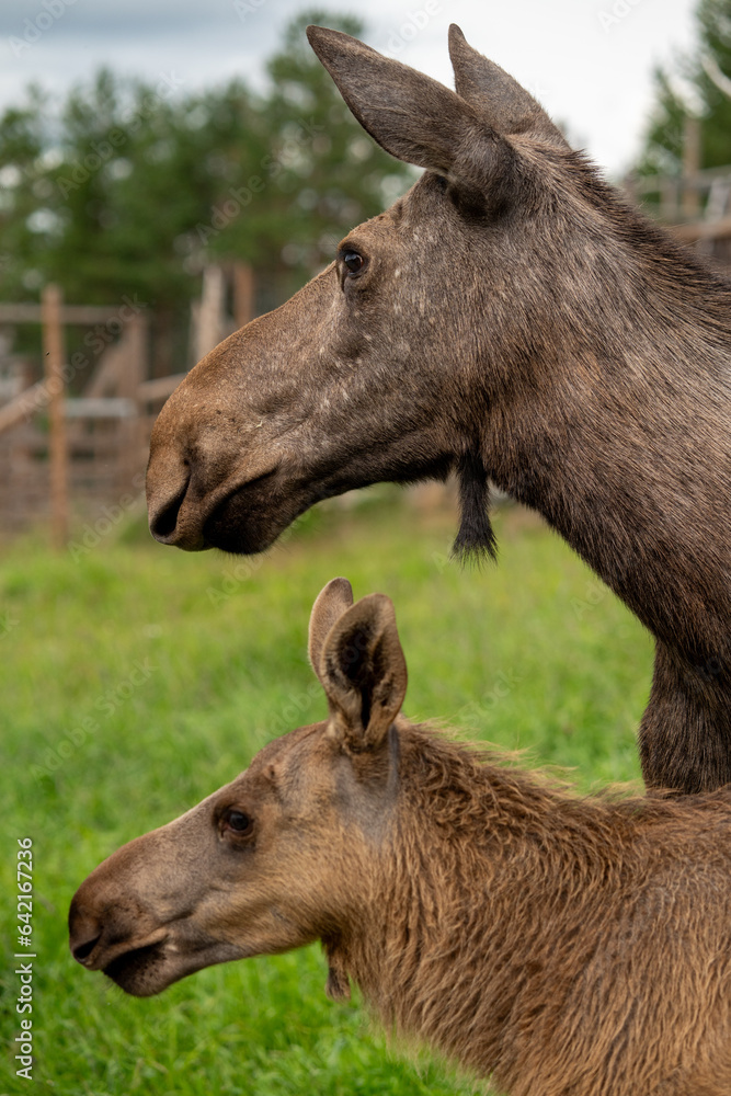 Mother Moose and Calf