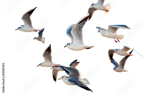 seagulls Birds Flying On Sky Png