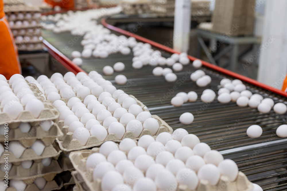 egg factory plant agriculture poultry chicken farm egg factory plant agriculture poultry chicken farm
