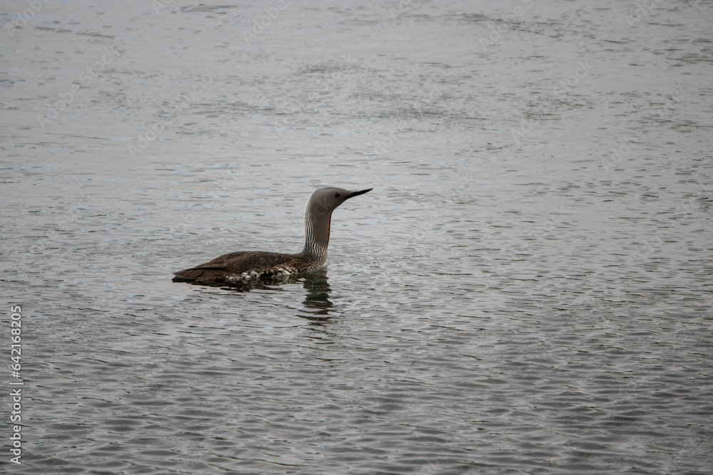 red throated diver on the water red throated diver on the water