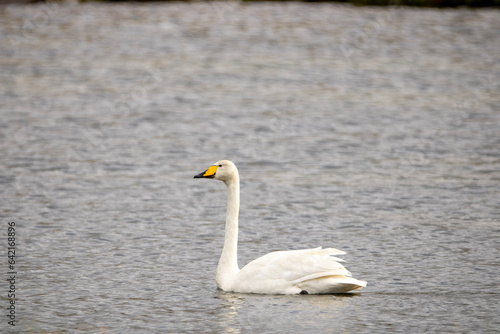 swan on the lake