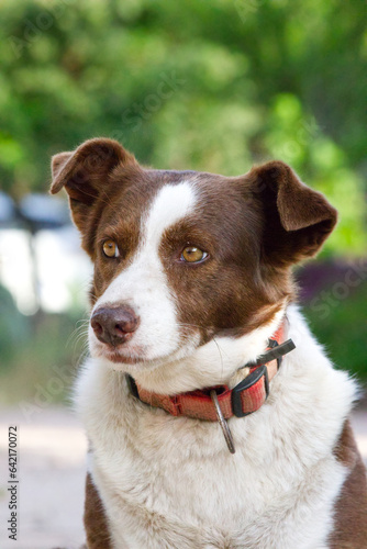 Portrait of a dog, close up