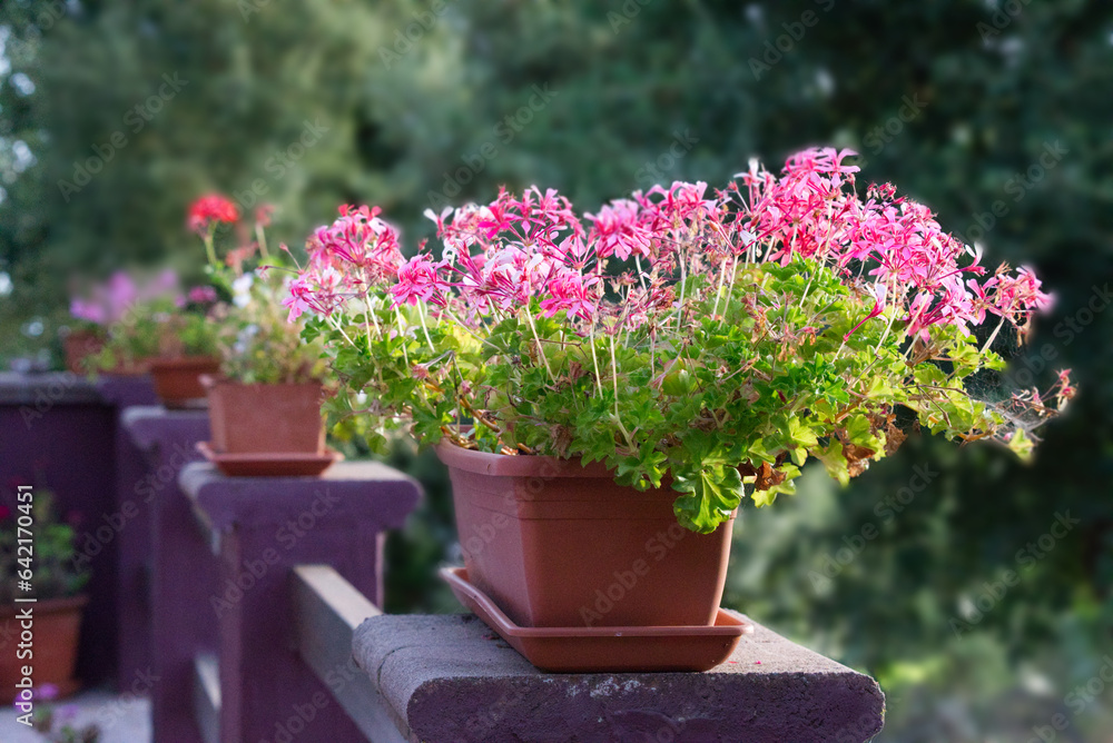 Pink flowers in pots in a balcony over forest 