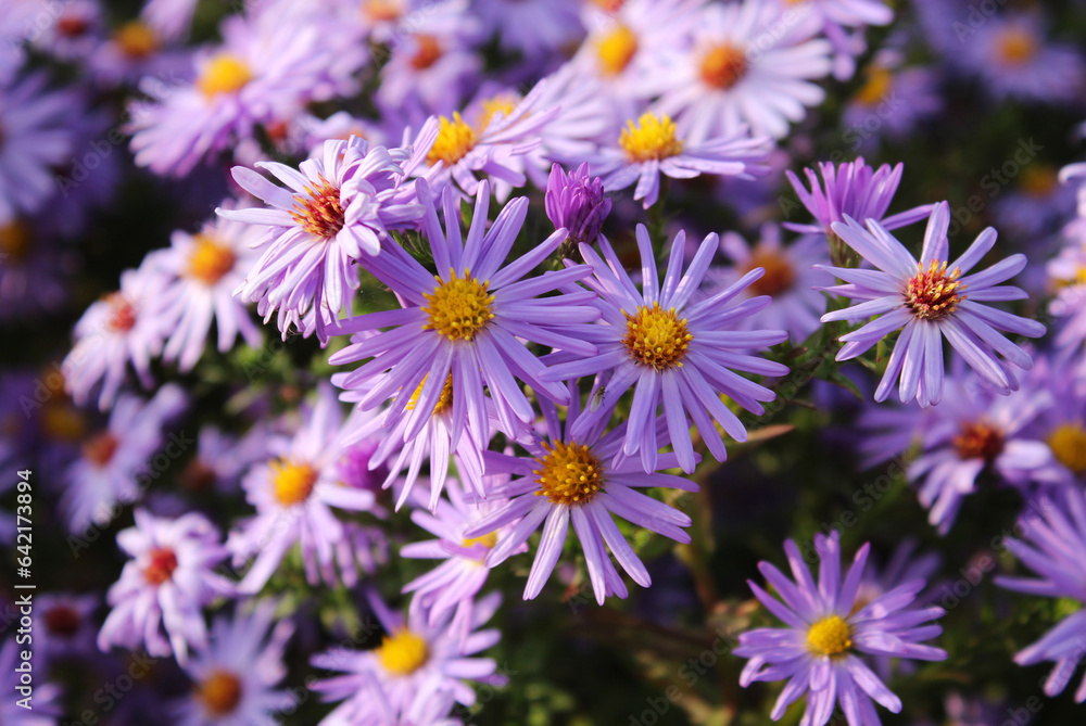 purple chrysanthemums in the sun purple chrysanthemums in the sun