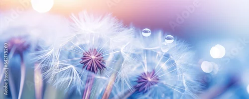 Panel kuchenny z motywem Beautiful dew drops on dandelion plant, blue violet color background.
