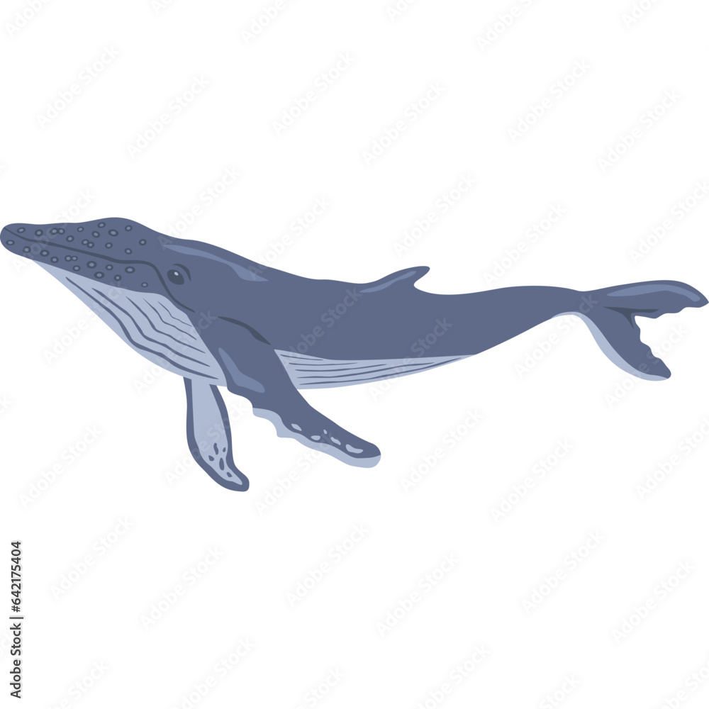 Obraz premium Humpback Whale Illustration 