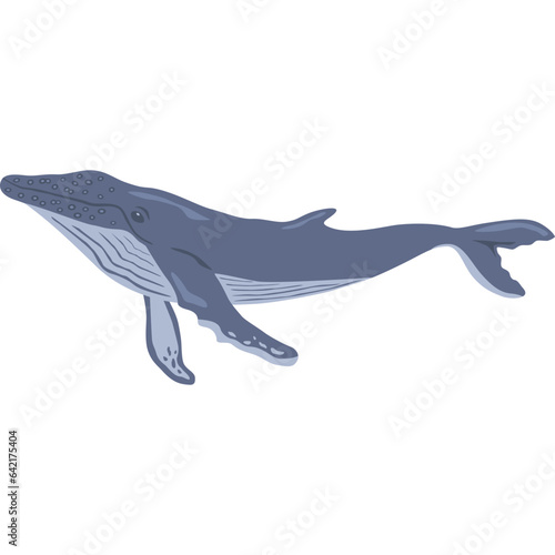 Humpback Whale Illustration 
