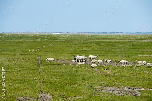 Schafe auf den weiten grünen Deichanlagen auf Fanö in Dänemark