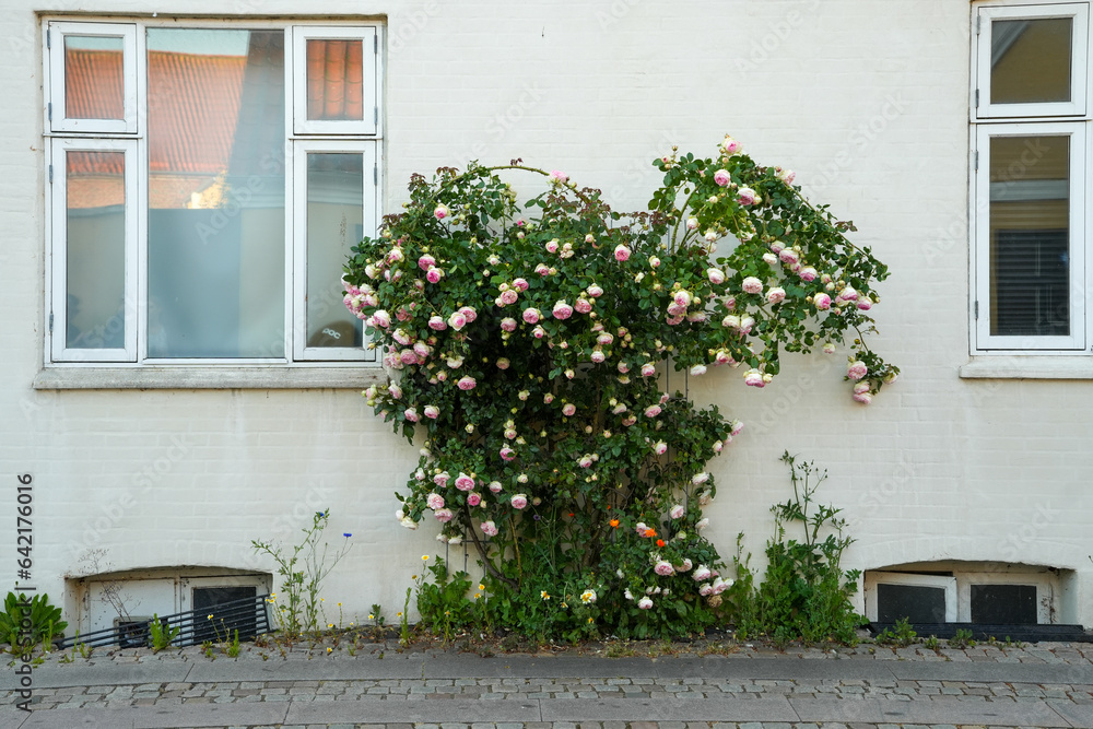 Rosa Rosen vor cremefarbenen Haus in Dänemark