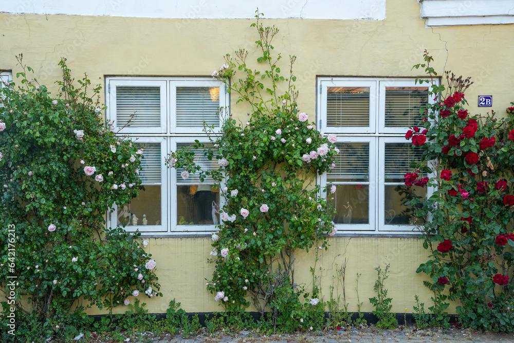 Rosen an den Häusern in Fredericia in Dänemark