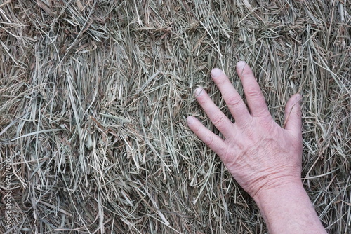 hands of a person on hay