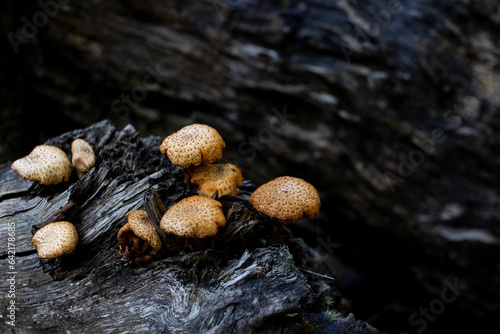 Cogumelo, Fungos em tronco de árvore velho photo