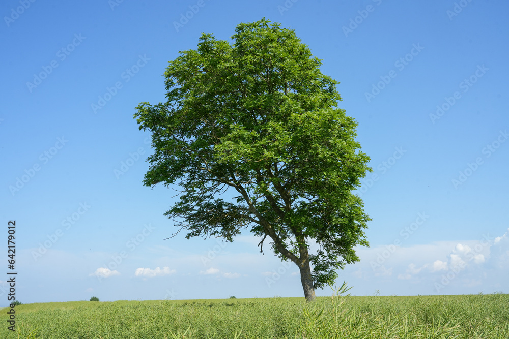 Fototapeta premium Ein einsamer Baum auf einem grünen Getreidefeld