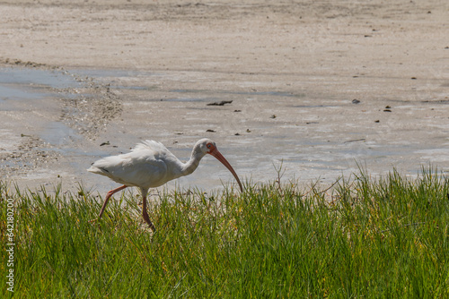 Φωτογραφία American white ibis Tigertail Beach Marco Island Florida