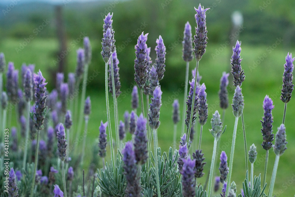 lavender field region lavender field region