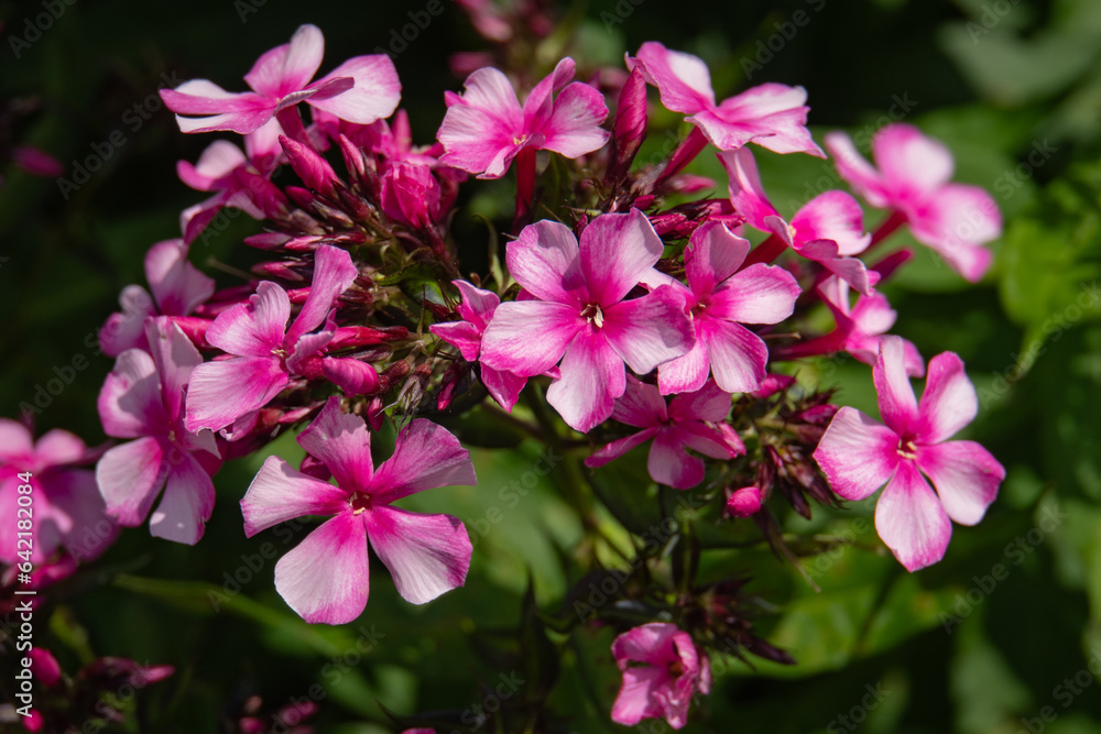 Phlox cluster of blossoms with light pink petals and dark pink centers named  