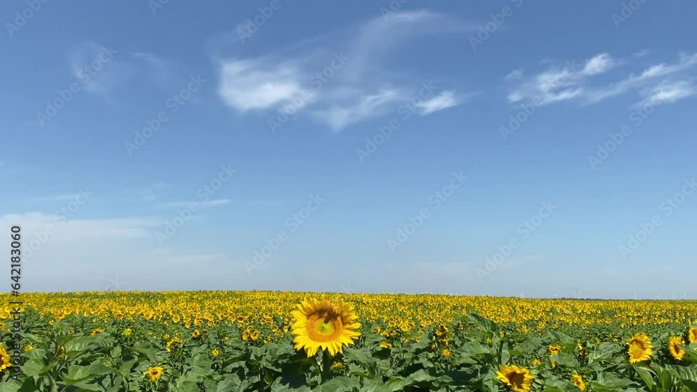 Blossoms of Joy: Exploring Sunflower Fields Blossoms of Joy: Exploring Sunflower Fields