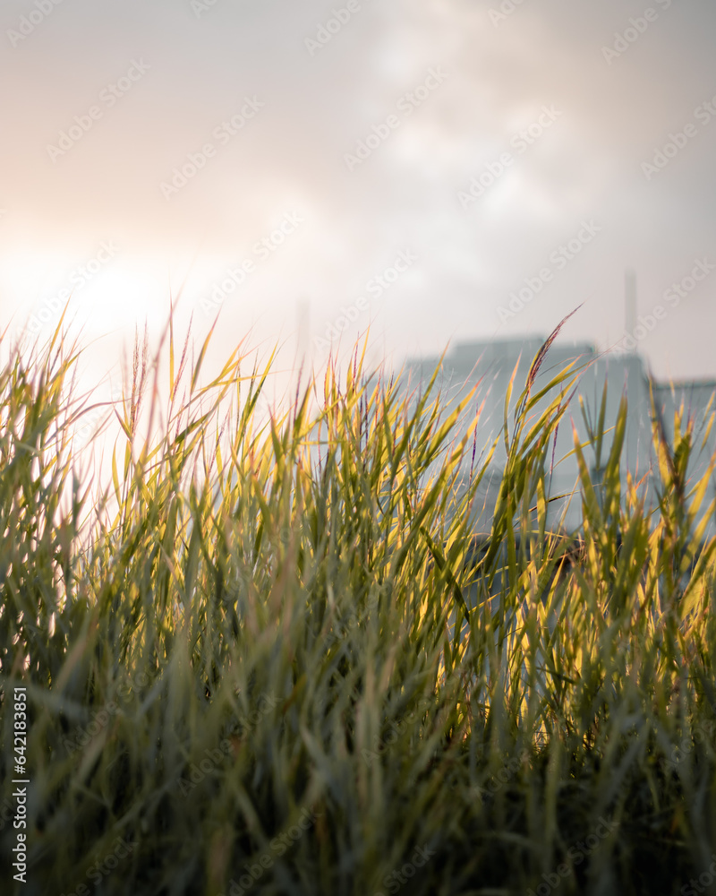 Long grass with a bright sky in the background