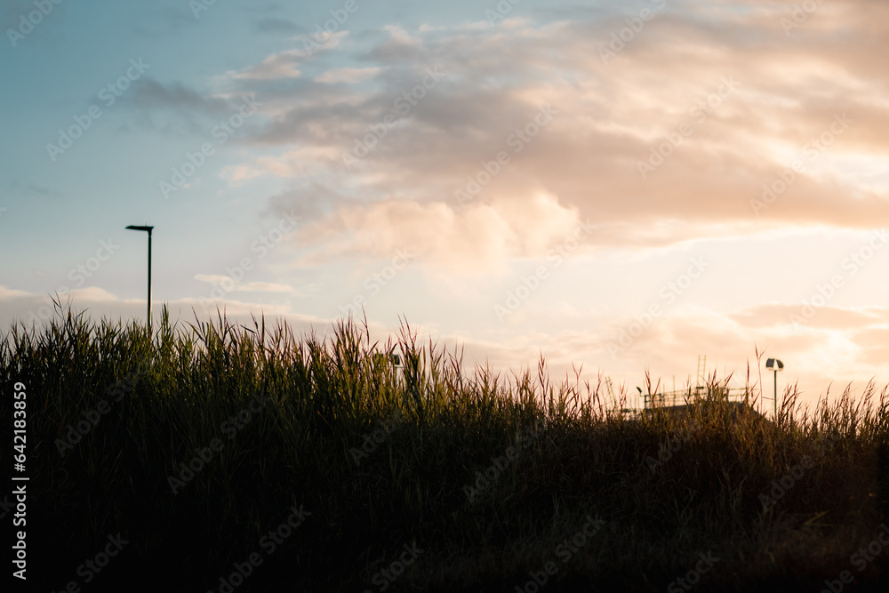 Silhouette of long grass with a sunset in the background Silhouette of long grass with a sunset in the background