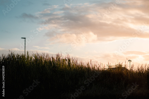 Silhouette of long grass with a sunset in the background