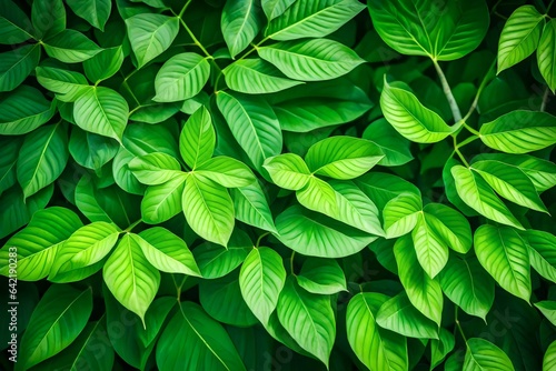 Nature of green leaf in garden at summer. Natural green leaves plants using as spring background cover page greenery environment ecology wallpaper 