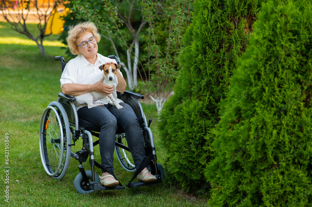Fototapeta premium Elderly caucasian woman hugging a jack russell terrier dog while sitting in a wheelchair on a walk outdoors. 
