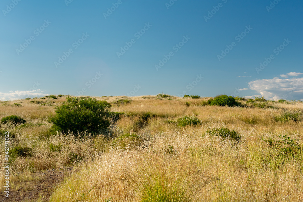 An endless field with dry tall grass and green bushes against the blue sky. Horizon of sky and wild meadow.